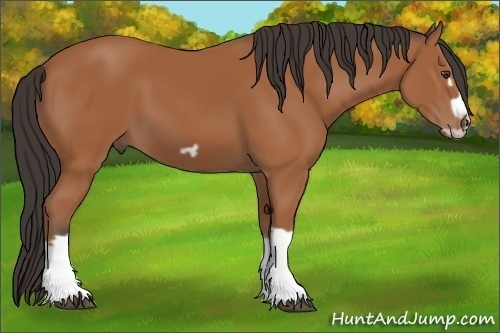 Horse Color:Bay Splash Frame