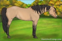 Horse Color:Bay Roan Dun 