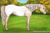 Horse Color:Palomino Dun Sabino Snowcap 