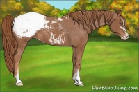 Horse Color:Chestnut Sabino Appaloosa