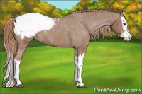 Horse Color:Red Roan Splash Snowcap 