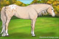 Horse Color:Palomino Roan Splash Appaloosa 