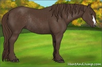 Horse Color:Liver Chestnut Rabicano 