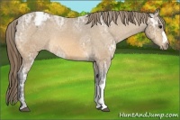 Horse Color:Buckskin Ice Appaloosa Rabicano