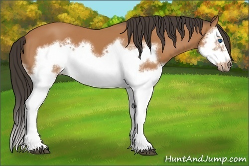 Horse Color:Bay Splash Frame