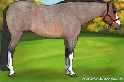 Horse Color:Bay Roan 