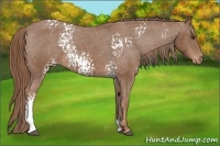 Horse Color:White Spotted Chestnut Varnish 