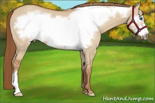 Horse Color:Red Dun Frame 