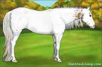 Horse Color:White Spotted Silver Bay 