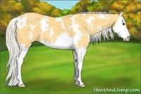 Horse Color:White Spotted Palomino Splash 