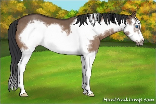 Horse Color:Brown Dun Splash Frame