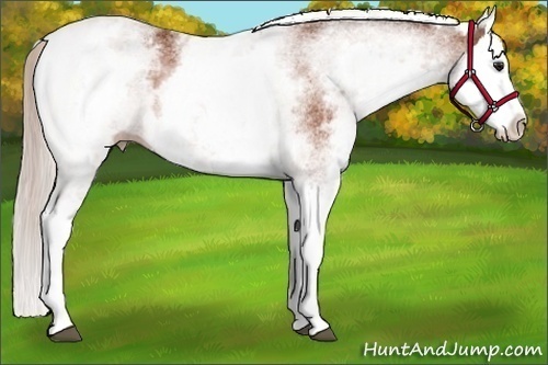 Horse Color:White Spotted Silver Bay Splash
