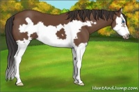 Horse Color:Bay Splash Frame
