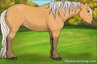Horse Color:Silver Buckskin 