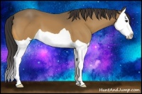 Horse Color:Buckskin Splash 