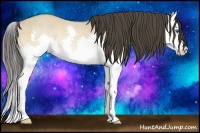 Horse Color:Buckskin Dun Splash Rabicano 