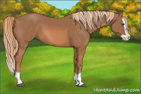 Horse Color:Chestnut Splash