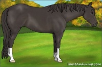 Horse Color:Smoky Black 