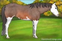 Horse Color:Bay Sabino Splash Blanket 
