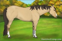 Horse Color:Buckskin Dun 