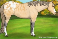 Horse Color:Buckskin Appaloosa
