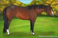 Horse Color:Bay Sabino 