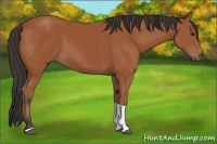Horse Color:Bay Tobiano 