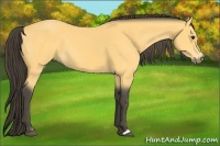 Horse Color:Buckskin 