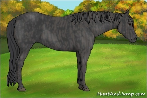 Horse Color:Black  Brindle
