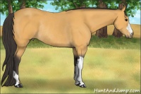 Horse Color:Buckskin Rabicano