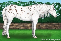 Horse Color:White Spotted Silver Brown Appaloosa 