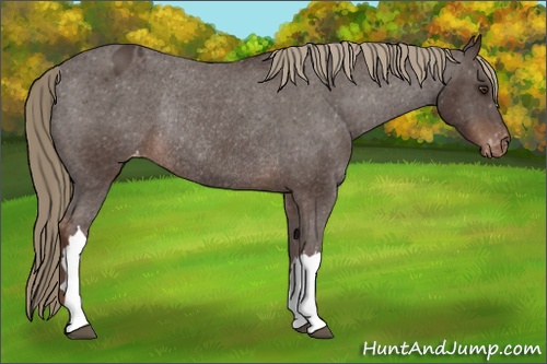 Horse Color: Liver Chestnut Varnish Rabicano 