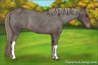 Horse Color:Liver Chestnut Varnish Rabicano 