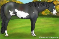 Horse Color:Black Frame 