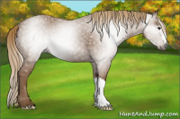 Horse Color:Gray Chestnut Appaloosa 