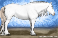 Horse Color:Chestnut Near Leopard 