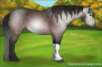 Horse Color:Gray Bay 