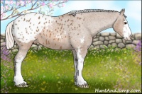Horse Color:Silver Brown Sabino Appaloosa