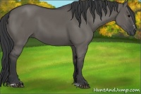 Horse Color:Grullo Sabino