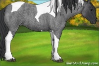 Horse Color:Blue Roan Tobiano