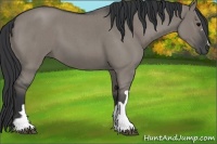 Horse Color:Grullo Roan 