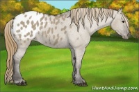 Horse Color:Smoky Grullo Appaloosa 