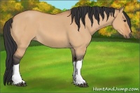 Horse Color:Bay Roan Dun
