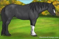 Horse Color:Blue Roan 