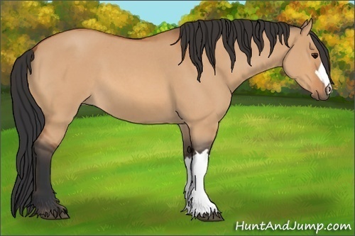Horse Color: Bay Roan Dun 