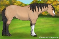 Horse Color:Bay Roan Dun 