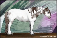 Horse Color:Liver Chestnut Splash Tobiano Frame 