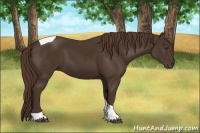 Horse Color:Liver Chestnut Tobiano 
