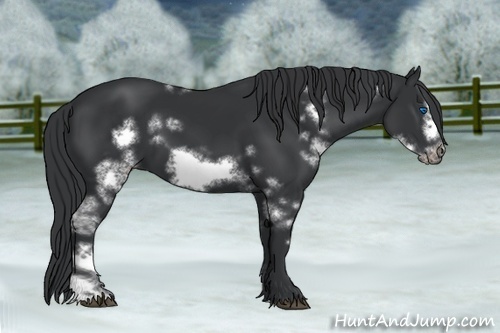 Horse Color: White Spotted Black Frame 