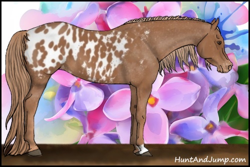 Horse Color: Chestnut Blanket 
